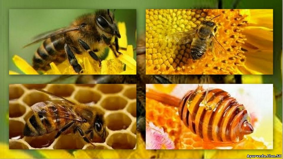 продукты пчеловодства